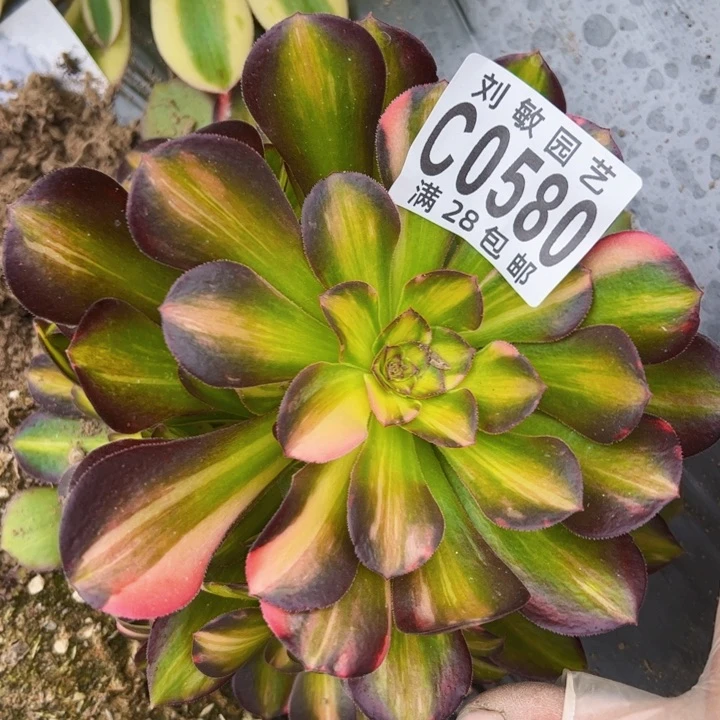 流星雨多肉植物法师0580