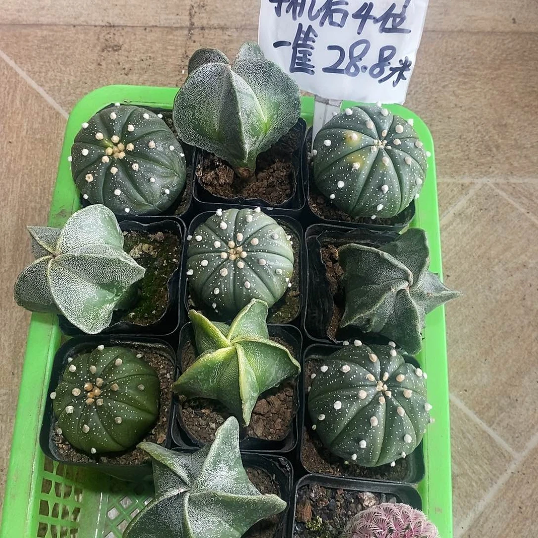 【闪购商品】无刺品种