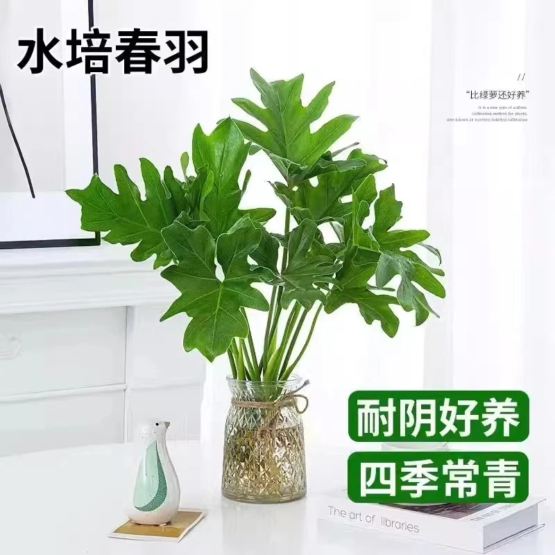 春羽养龟室内耐阴客厅花卉水培土培好养办公室绿萝春羽网红植物
