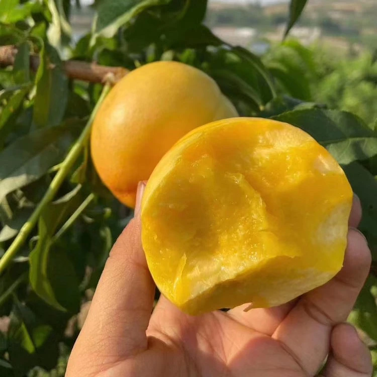 柏瑞莎桃子平谷黄桃鲜桃主产区贵妃黄金油桃现摘现发酥脆平谷大桃