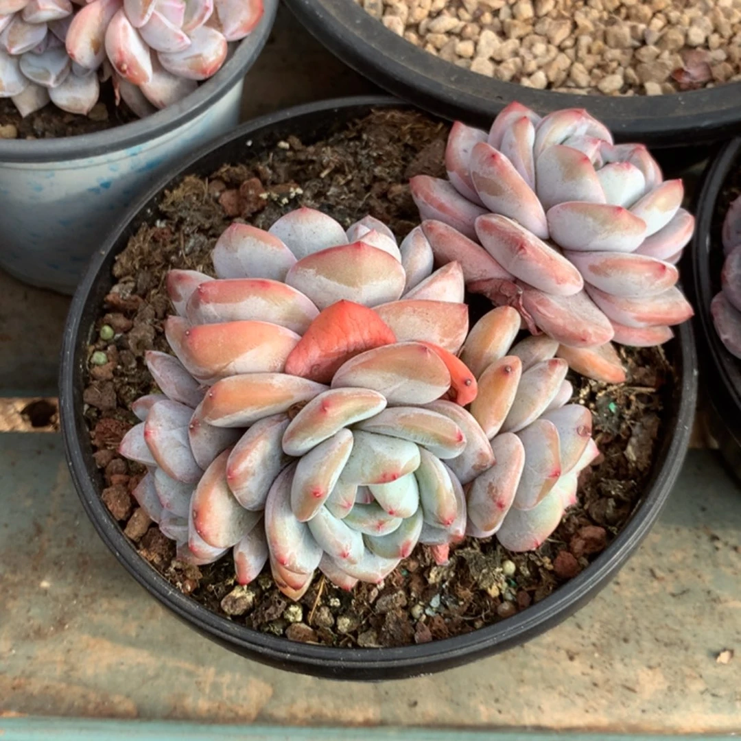 无花朵无砍花花花花花花花39