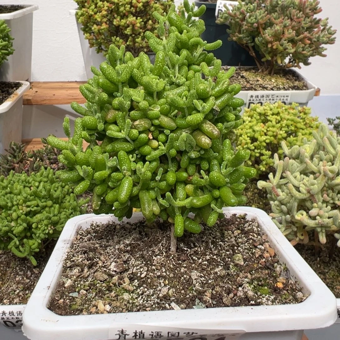 d3531金桔糖球枝干