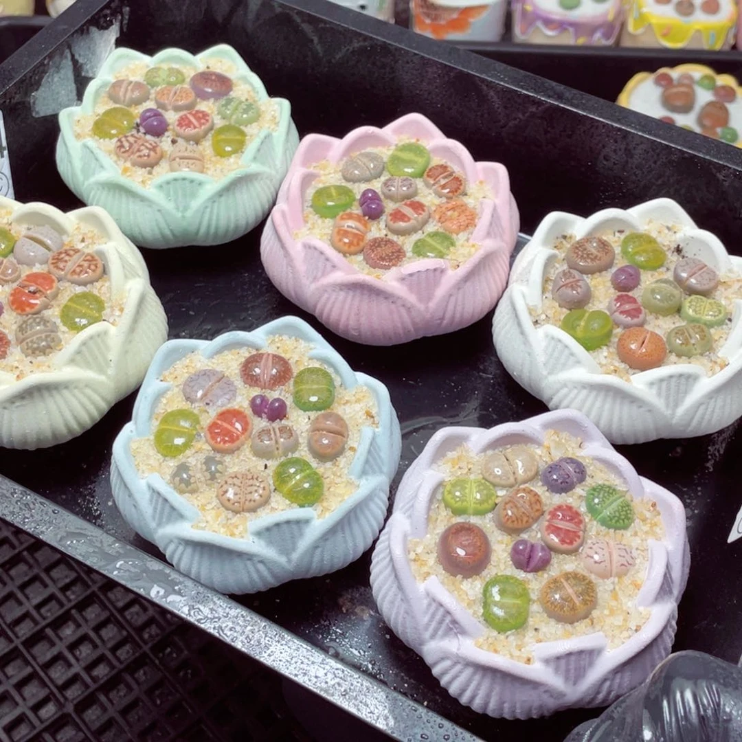 w22222-莲花速干生石花，一份一盆量拍