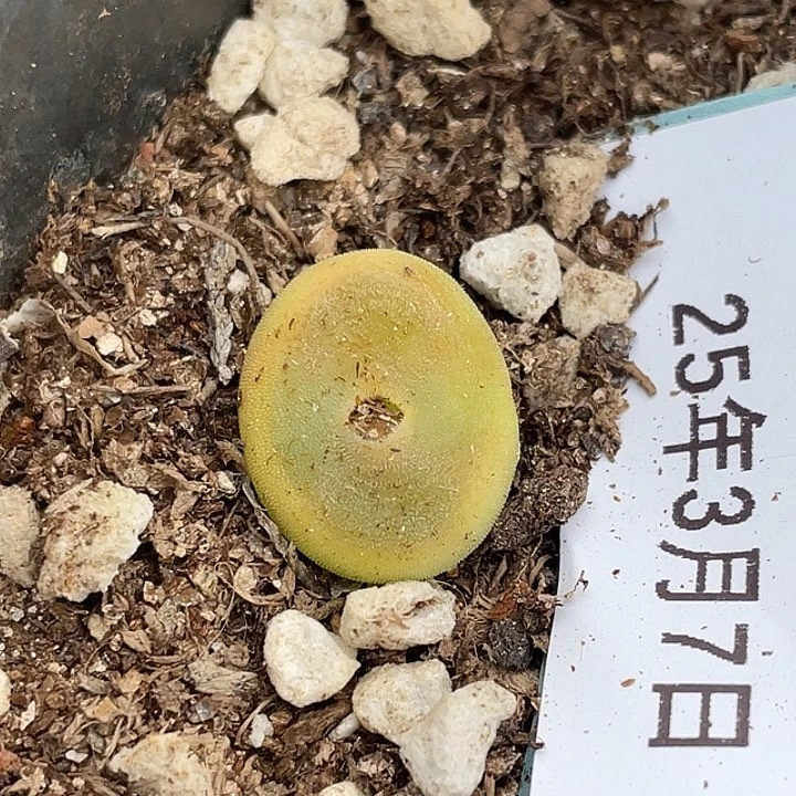 7-12水晶鞋多肉植物