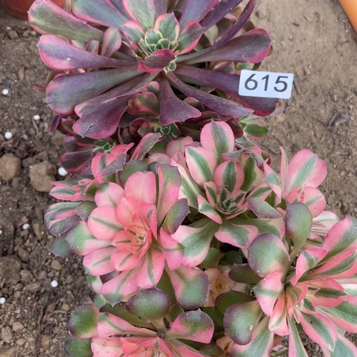 完全开放615多肉植物组合无售后