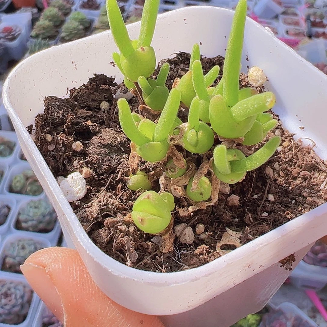 兔子枝干19包邮多肉植物