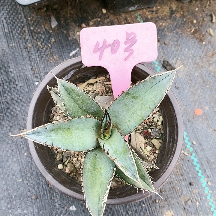 【闪购商品】无花朵龙舌兰绿肌仁王冠 三单包邮