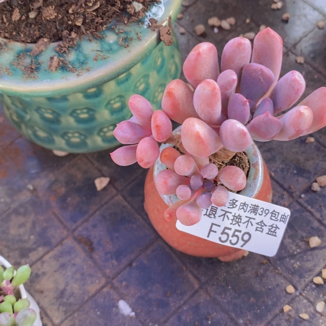 丘比特5cm559多肉植物