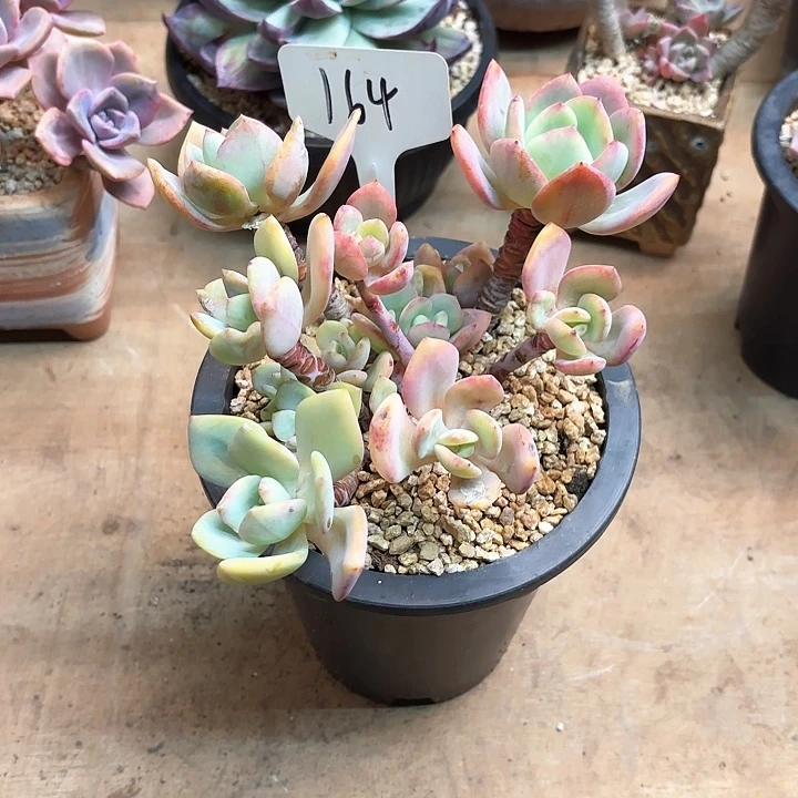 多肉植物，白月光164号