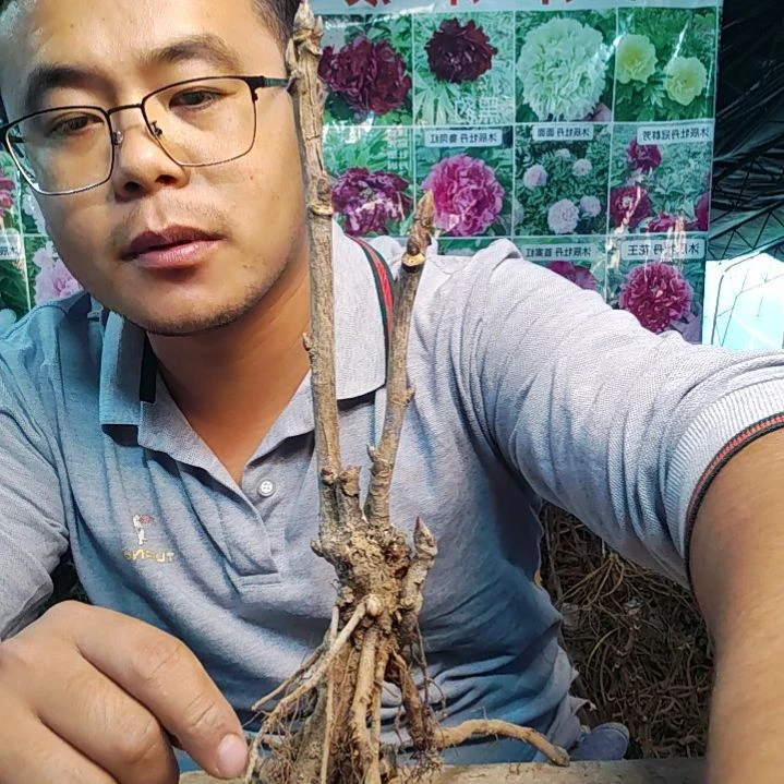 当前无花栽培后可以开花岛锦........