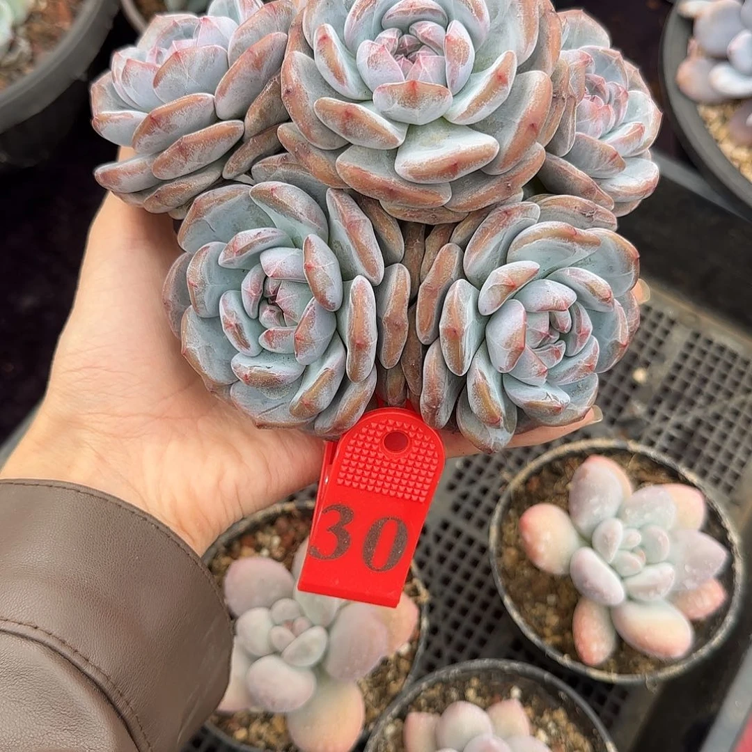 星影5头有砍一物一拍30