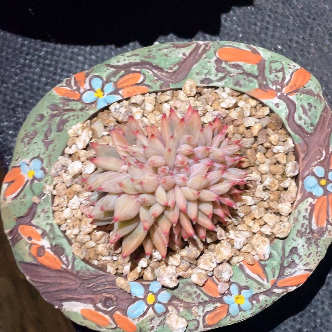 ?****?多肉植物一物一拍