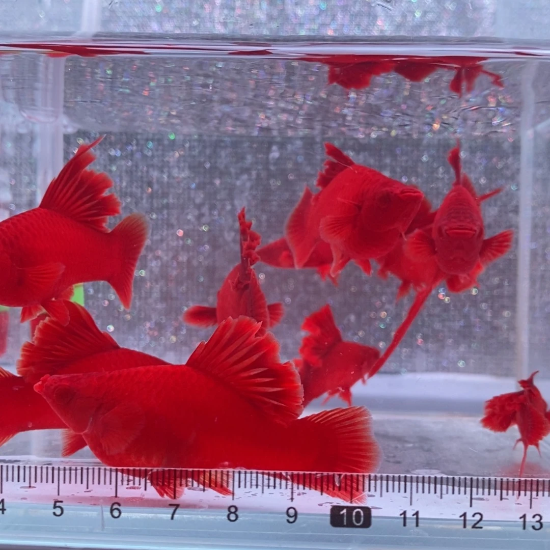 红剑鱼高鳍红剑成鱼4公6母