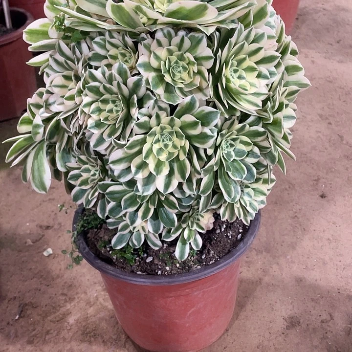 味****乐多肉法师 多肉法师642