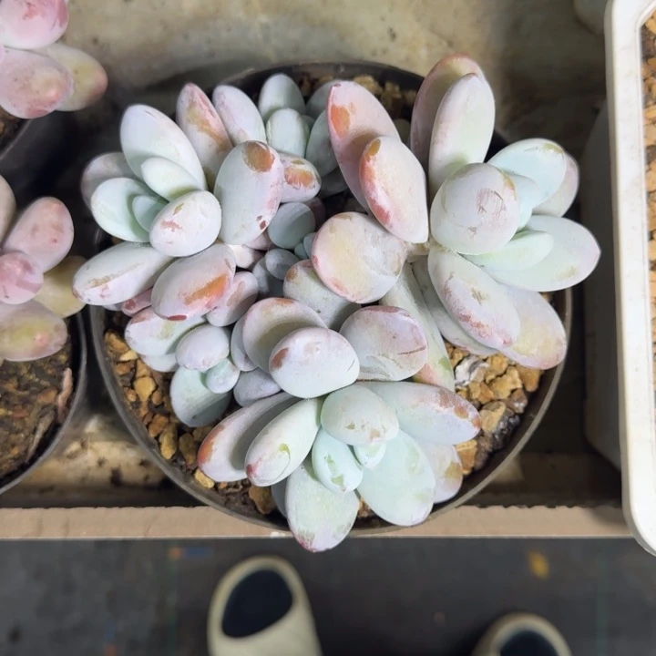 雪美人 群生 一物一拍