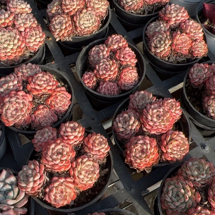 新疆包邮 姬莲群