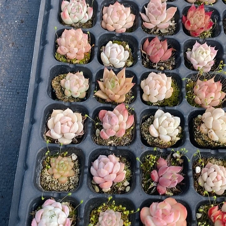 70 多肉植物盆栽花卉植物