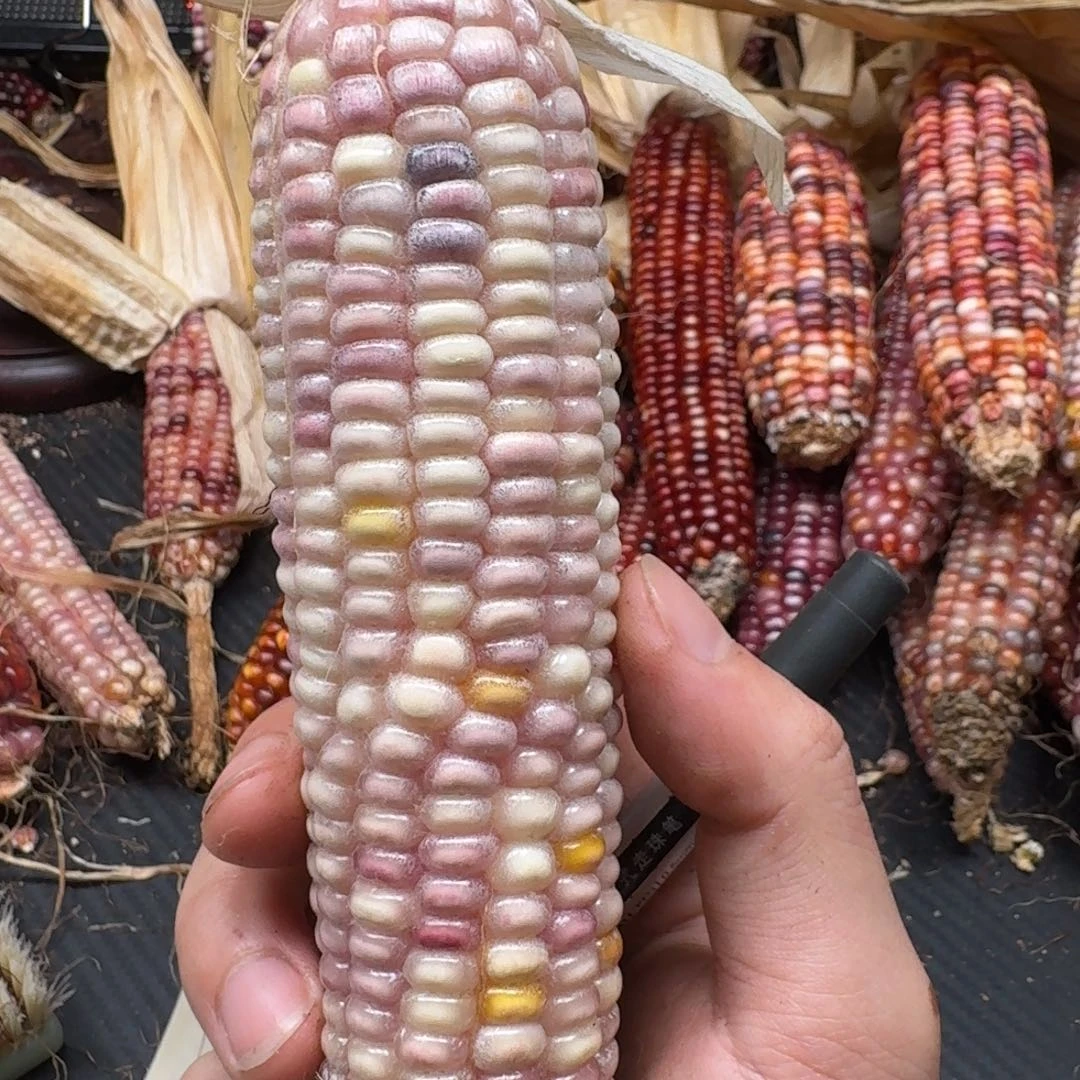 米***夏吊坠柏香籽/百香籽