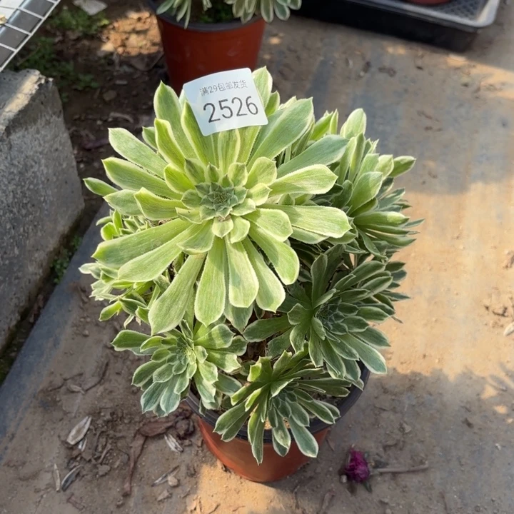 碧浪多肉法师2526