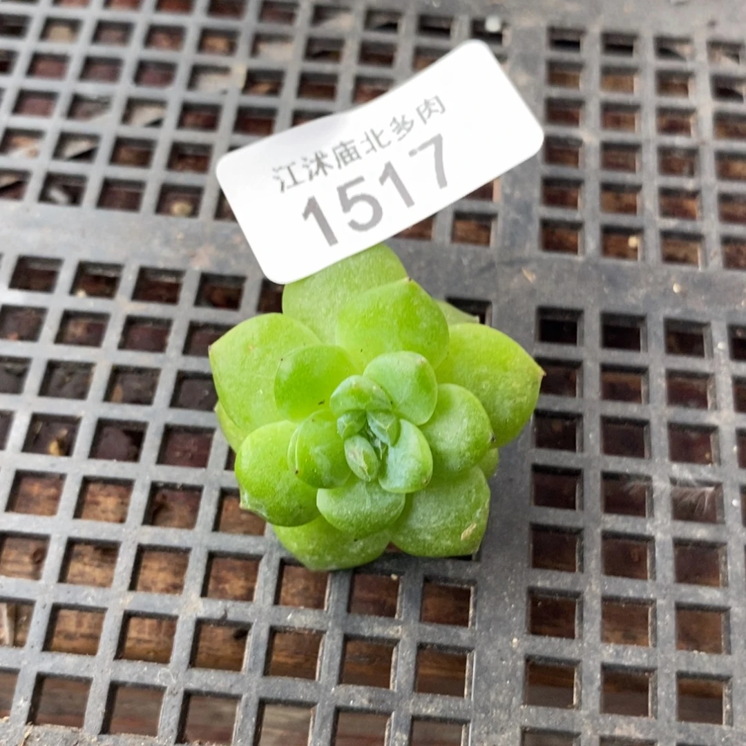 标1517珍妮一个多肉