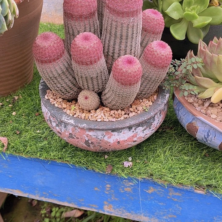 鑫****带盆发货哈哈哈哈哈哈哈哈哈哈哈
