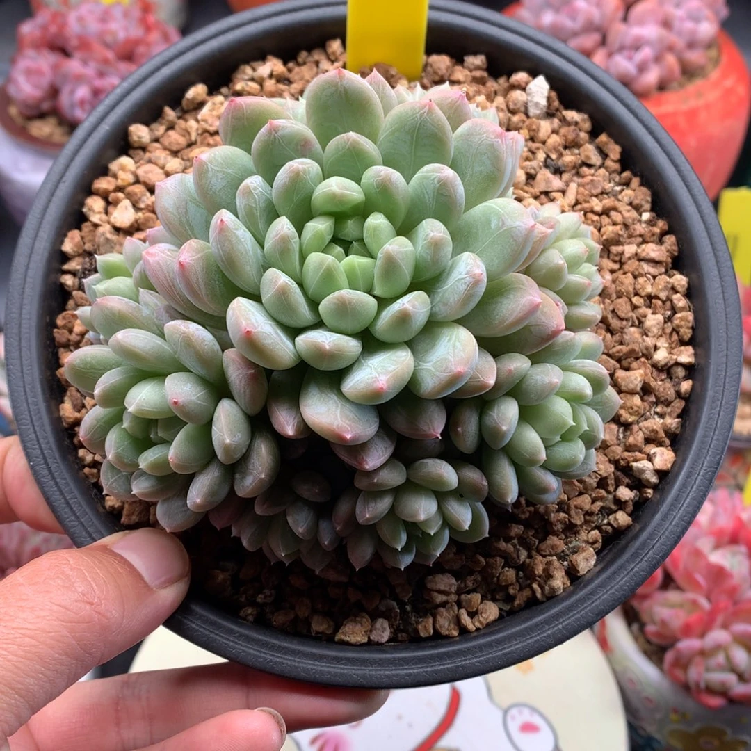 我们家的小宝贝们