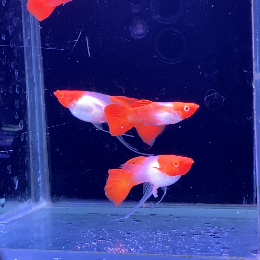 孔雀鱼红头c3对包邮