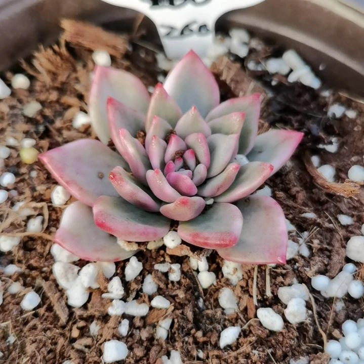 玫瑰橙白覆轮锦多肉植物