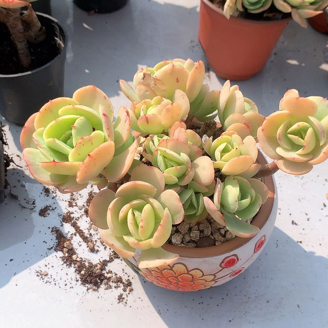 鸡蛋碧桃多肉植物