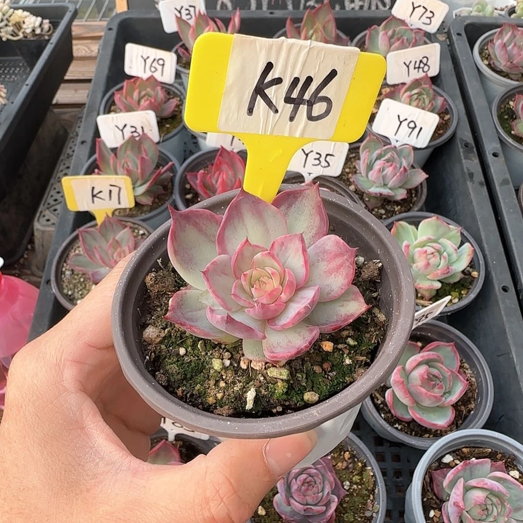 熊***毛K46惊鸿单头多肉