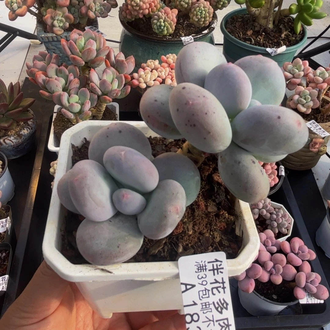 1833水光针6cm多肉