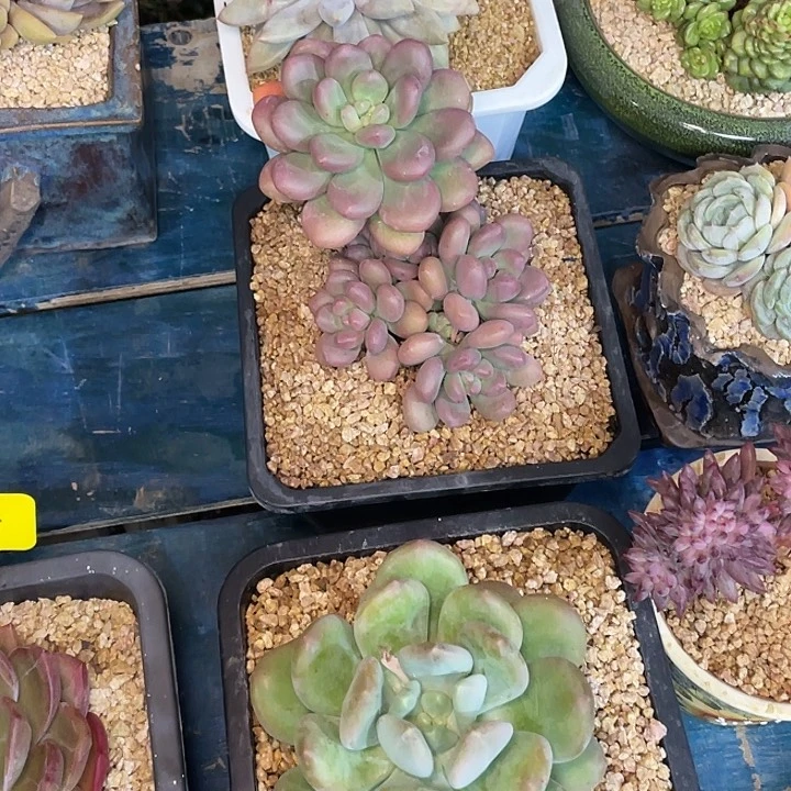 福*儿在干嘛我不去上班啊明天