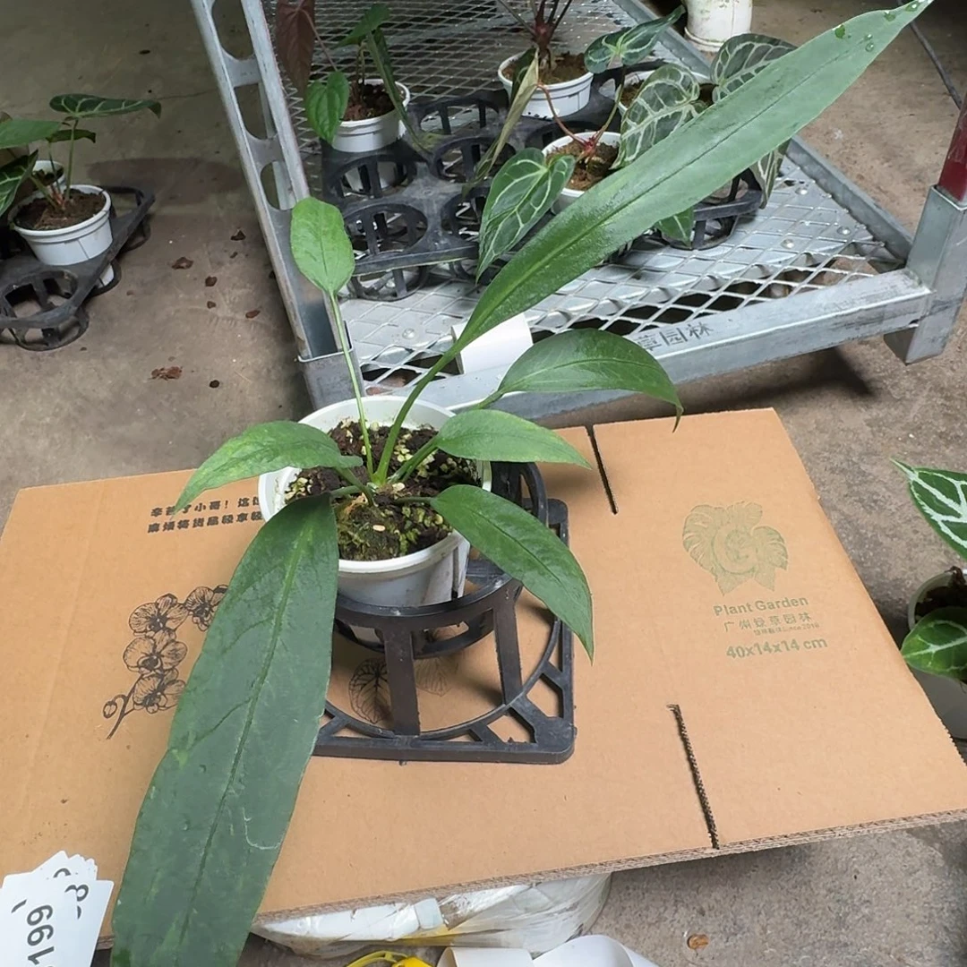 完全开放R57维塔领带