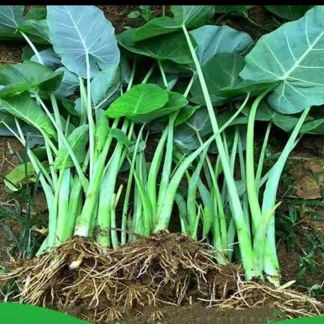 贵州广菜苗新鲜芋禾杆根蒙禾绿植抖音装饰蔬菜滴水观音现挖带泥