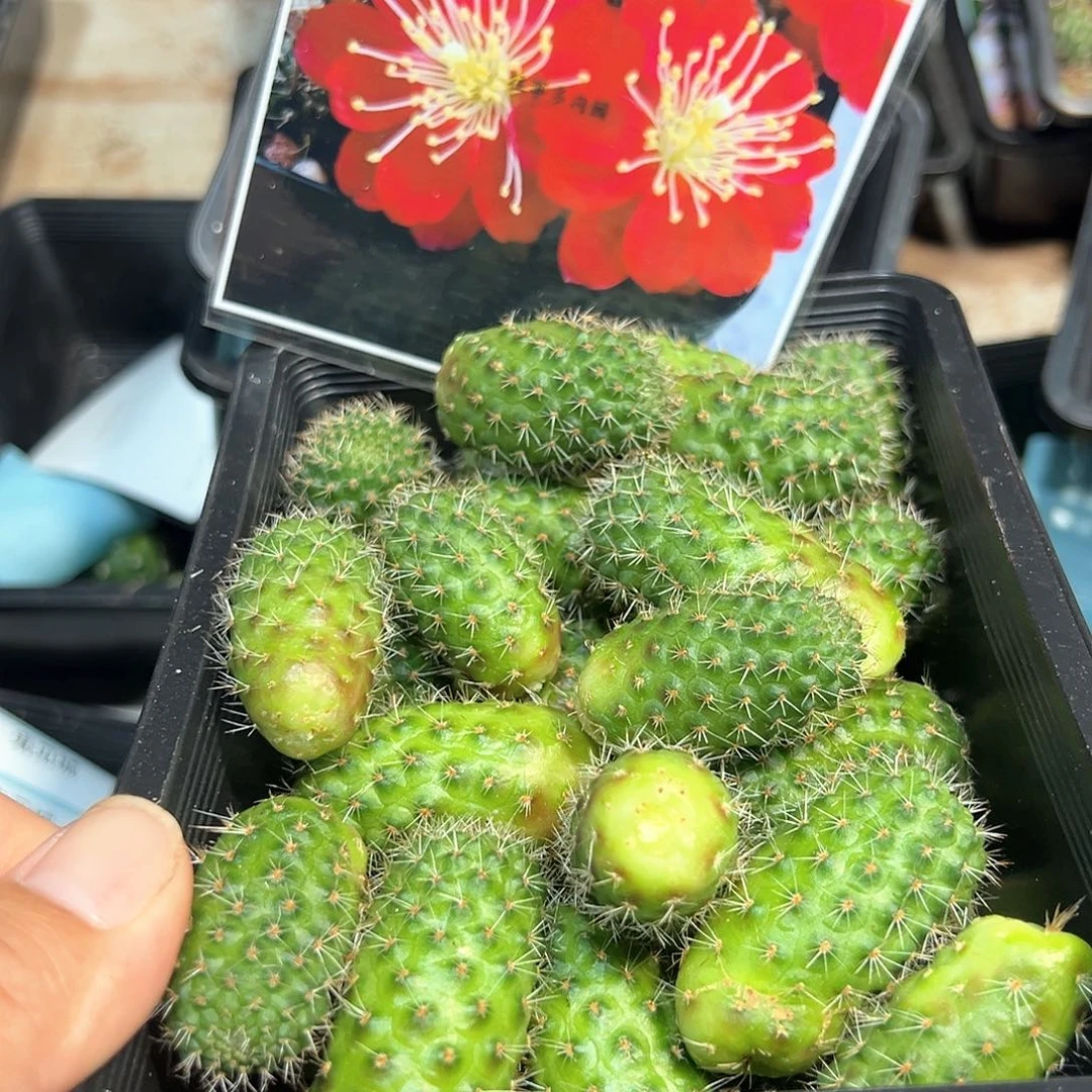 红梅侧芽特价两颗球体偏长