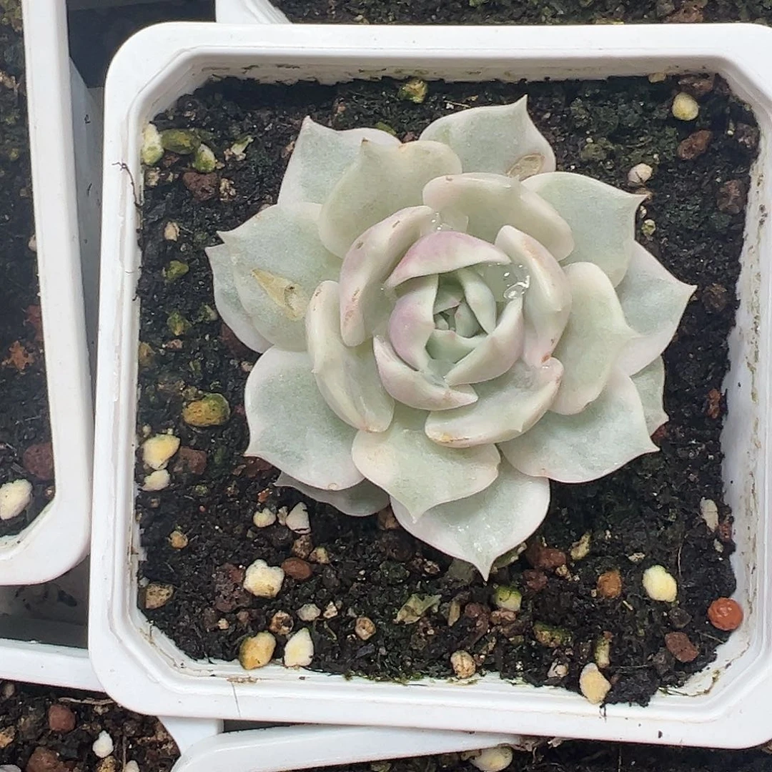 露娜连锦多肉植物