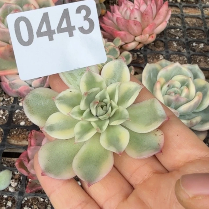 多肉头盖锦满18包邮当场凑单