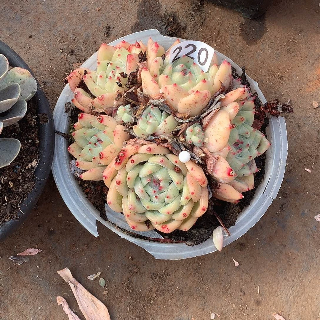 220 一物一拍多肉！