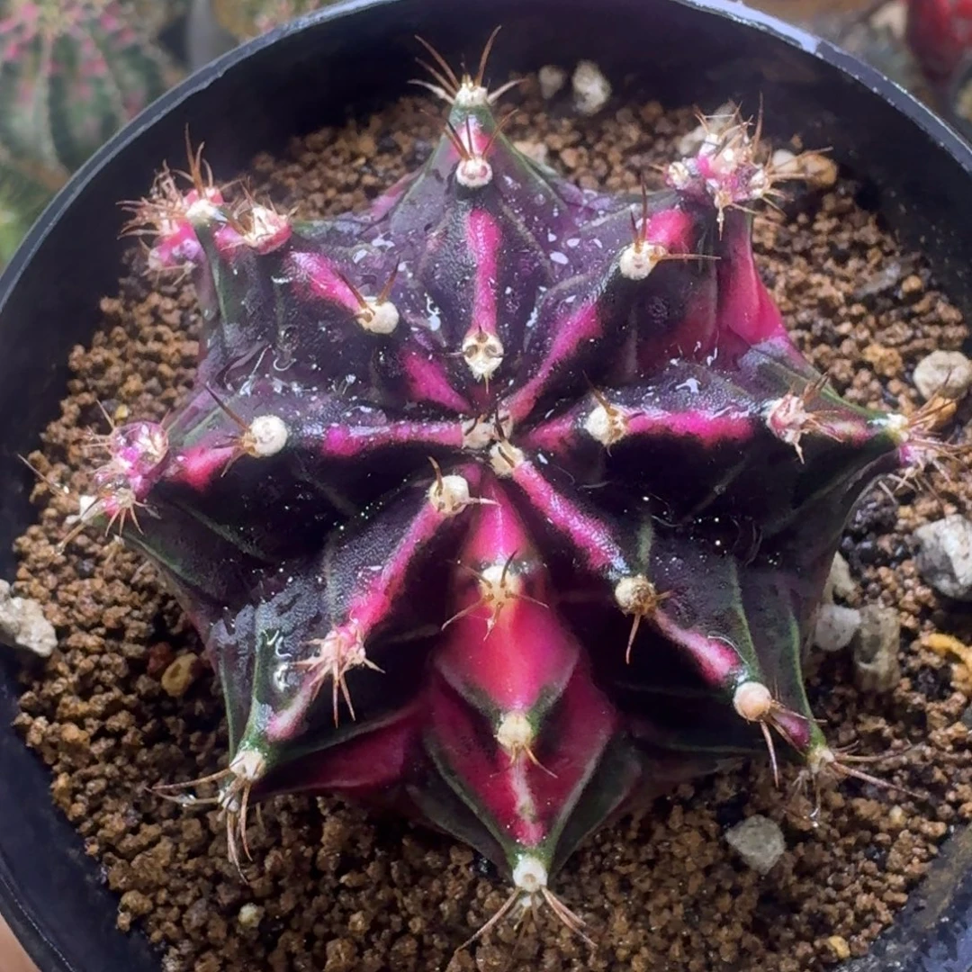 实生泰球米哈锦55号