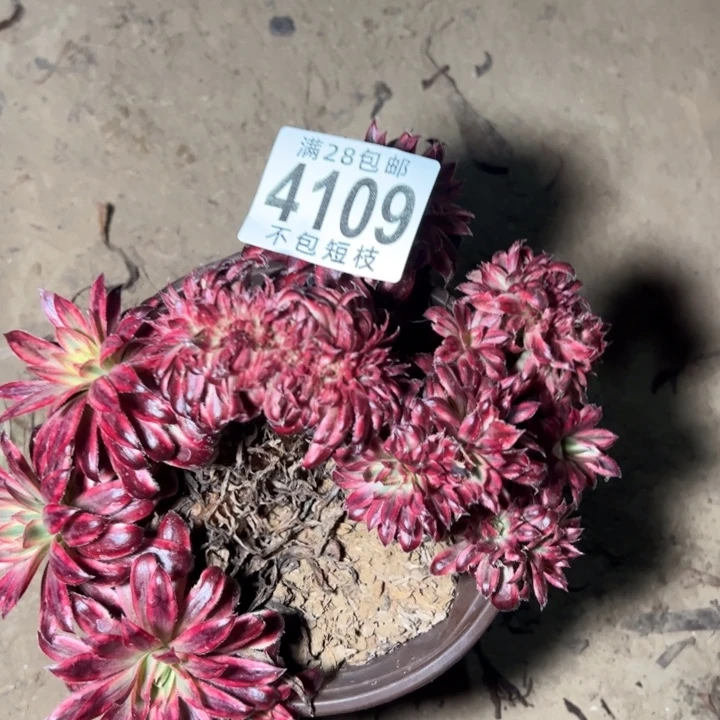 朱雀缀多肉植物法师4109