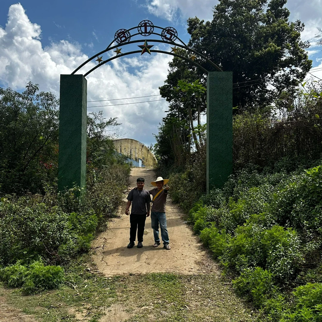 2025年 头春曼派815古树单株春茶普洱茶（生茶）散茶