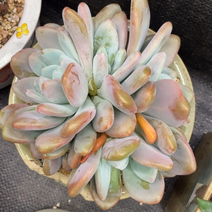 小***花弥鹿之森一物一拍