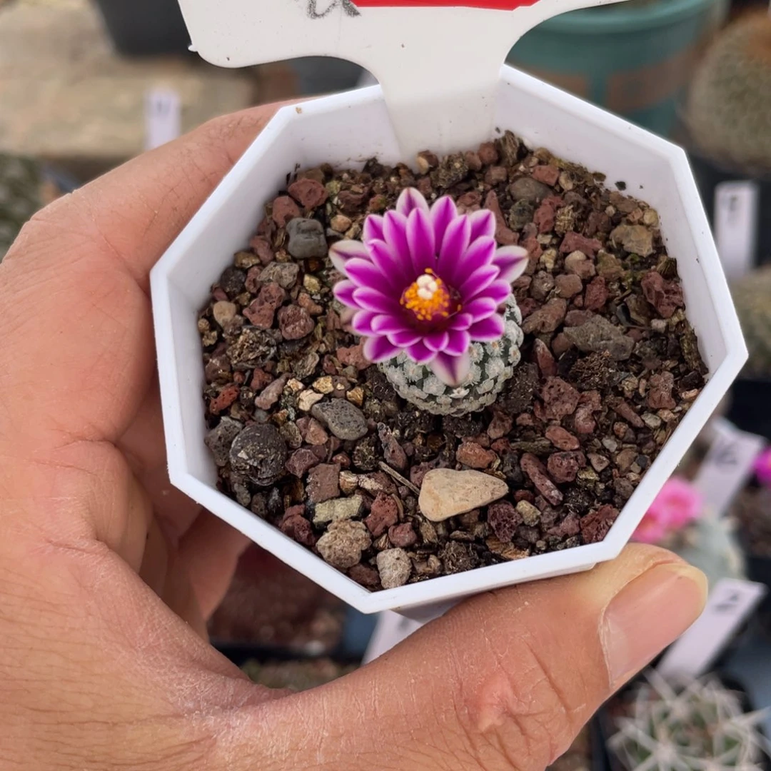 秋****?6往事多颇有感触最深