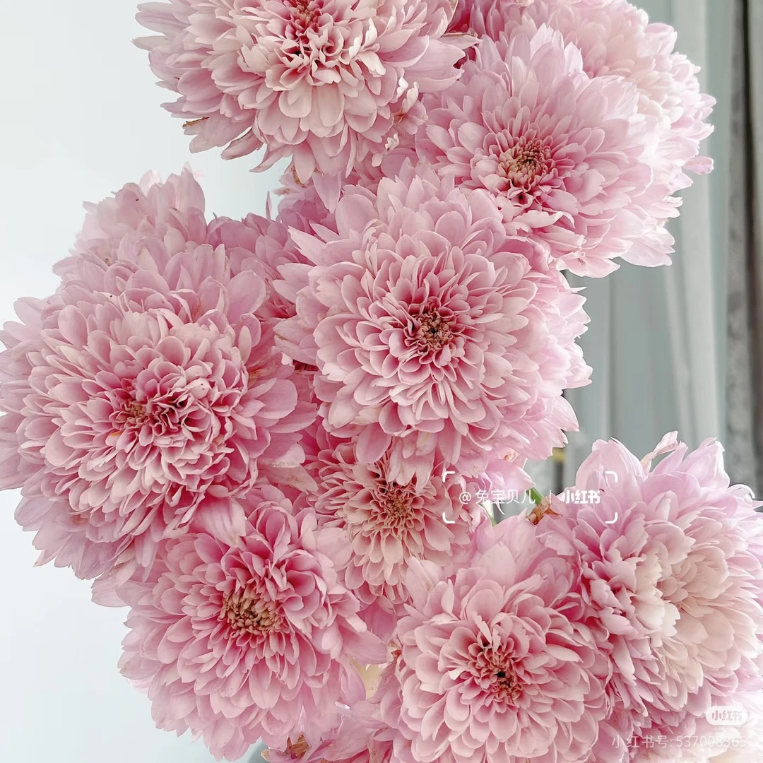 【卡林巴粉】小菊家用鲜花/花束   云南鲜花基地直发