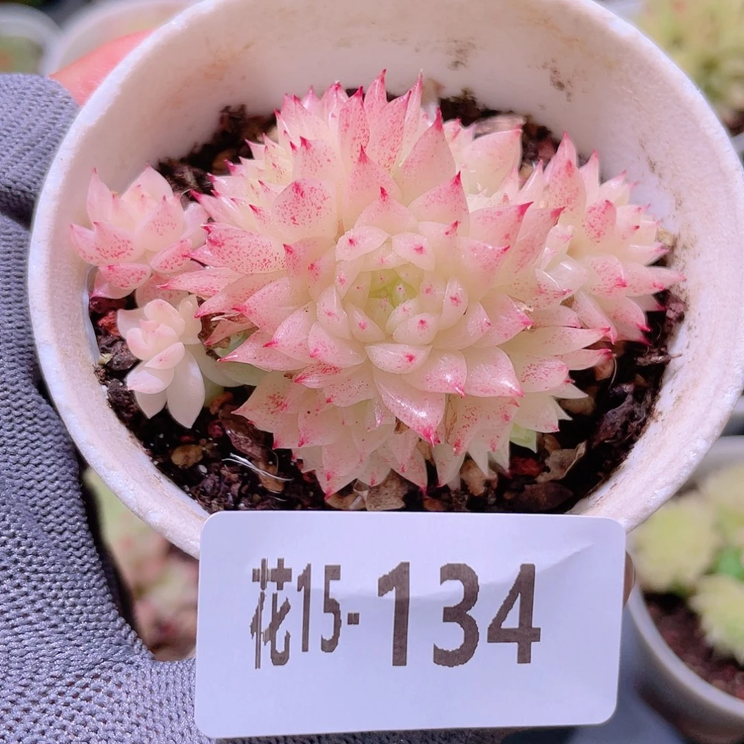 花利美15-134麦秆群