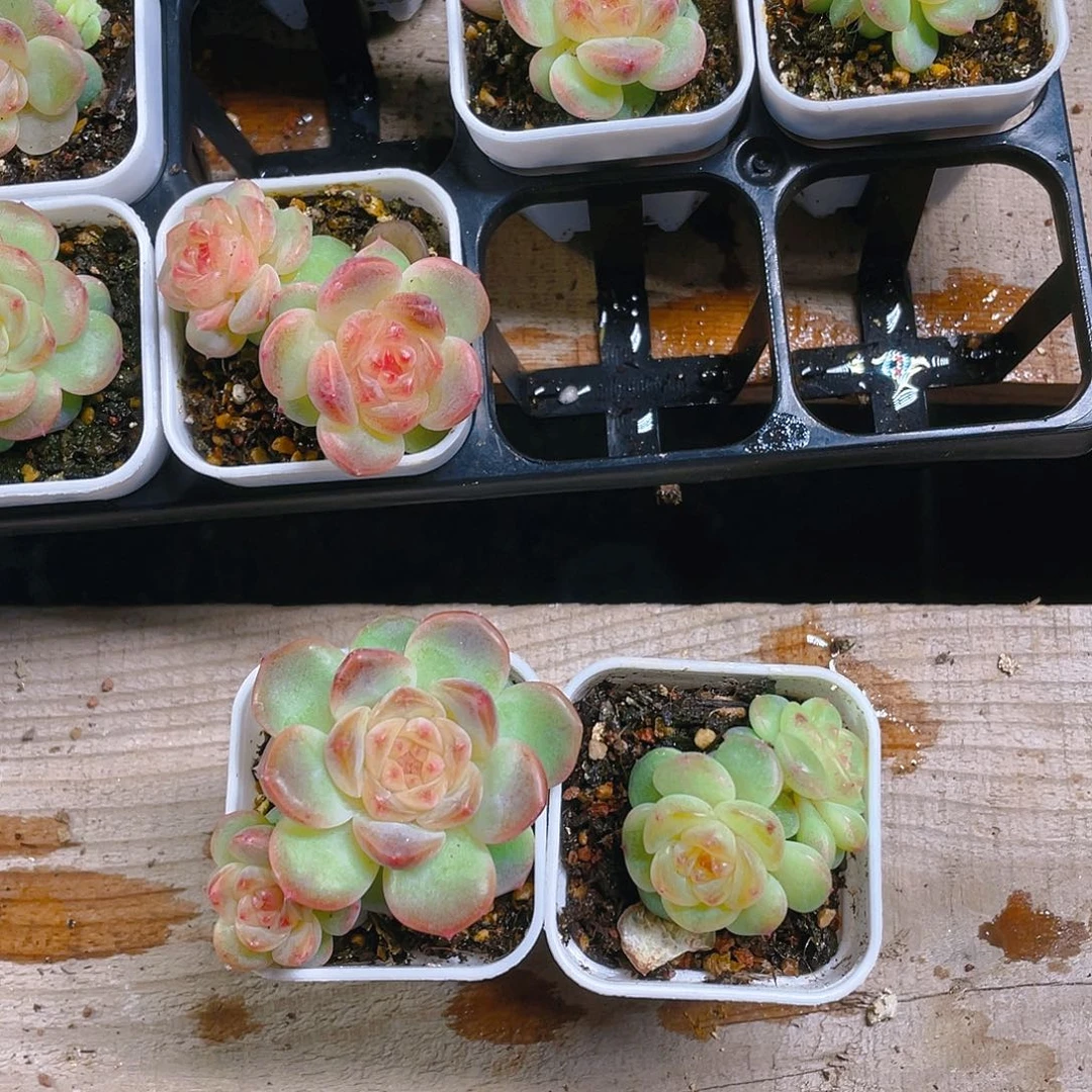 T109新状态双头盆一个满25包邮