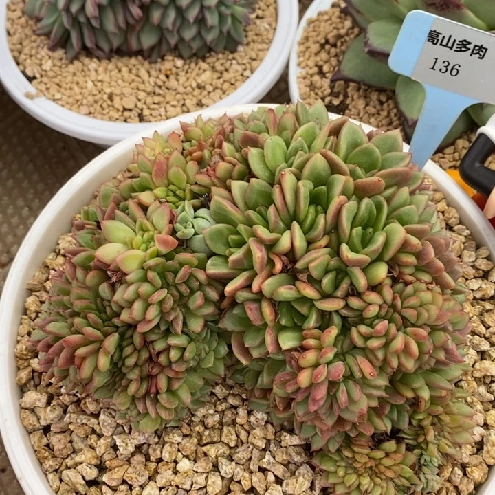 D136- 直播福利 国王缀