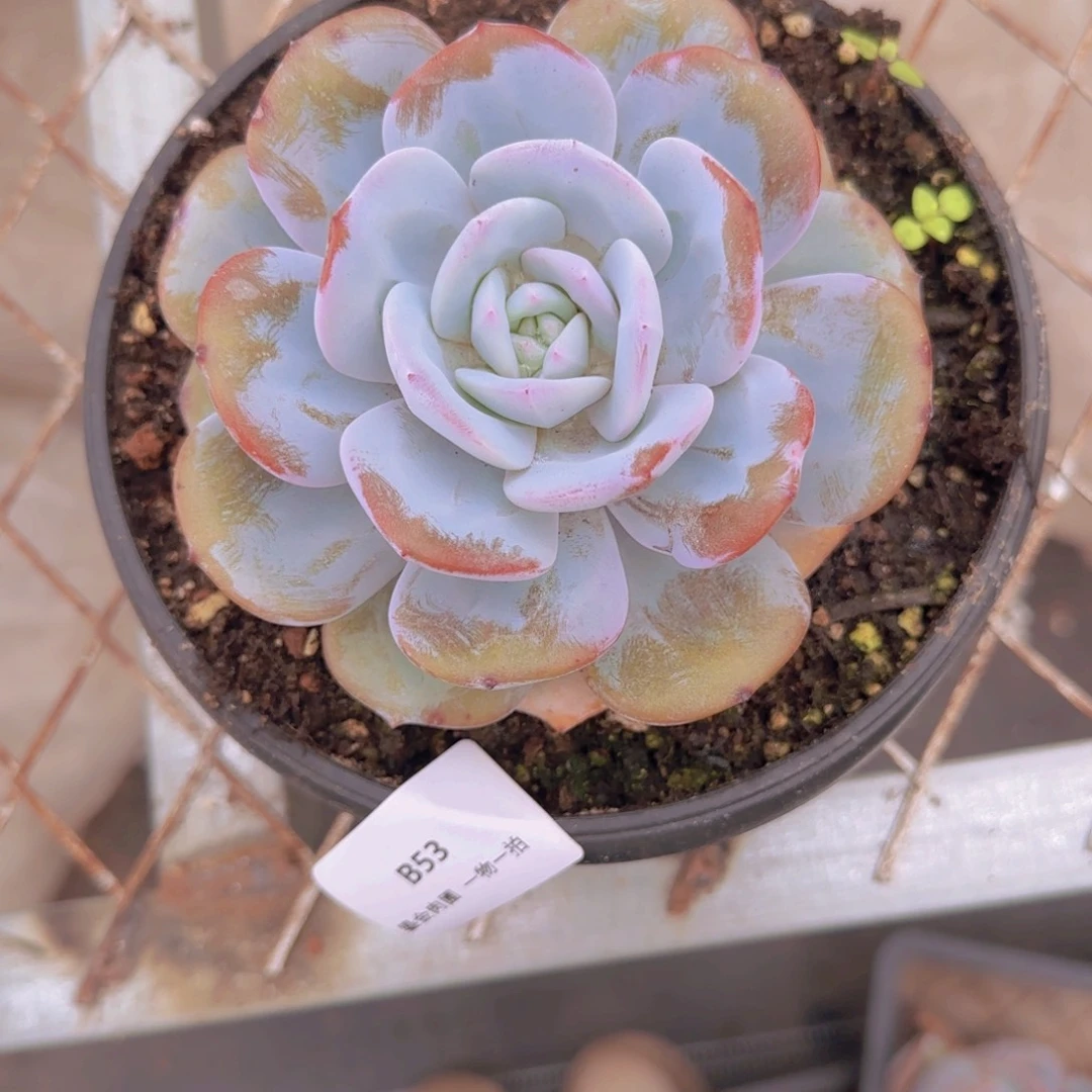 R***）B53奶茶单头