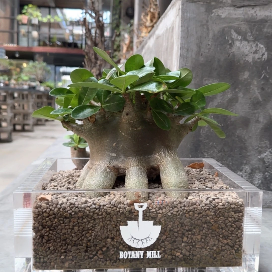 哥斯拉沙漠玫瑰一物一拍