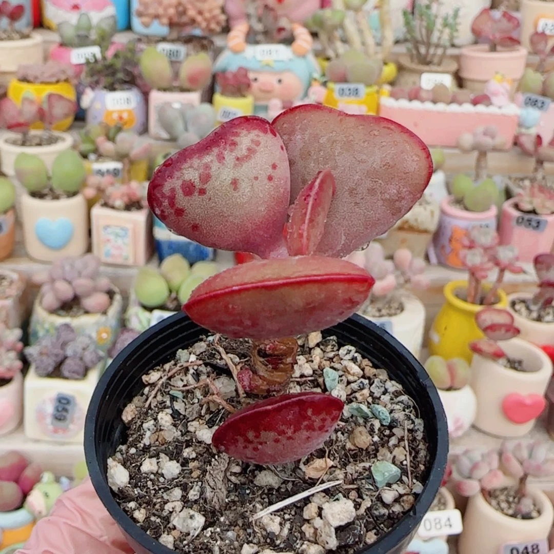 T爱心水泡带侧芽盆口3.5cm